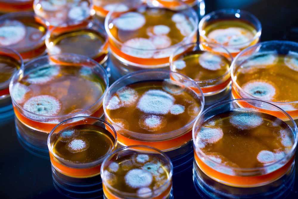 Penicillin fungi in petri dishes