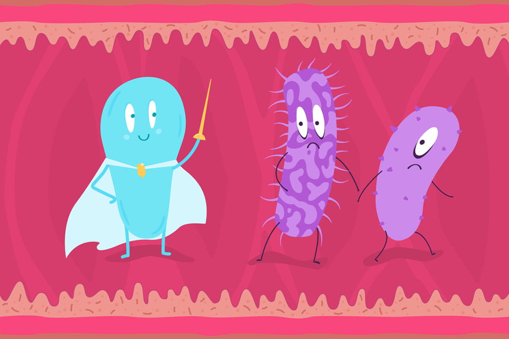 Cartoon schematic of a probiotic combating pathogenic bacteria.